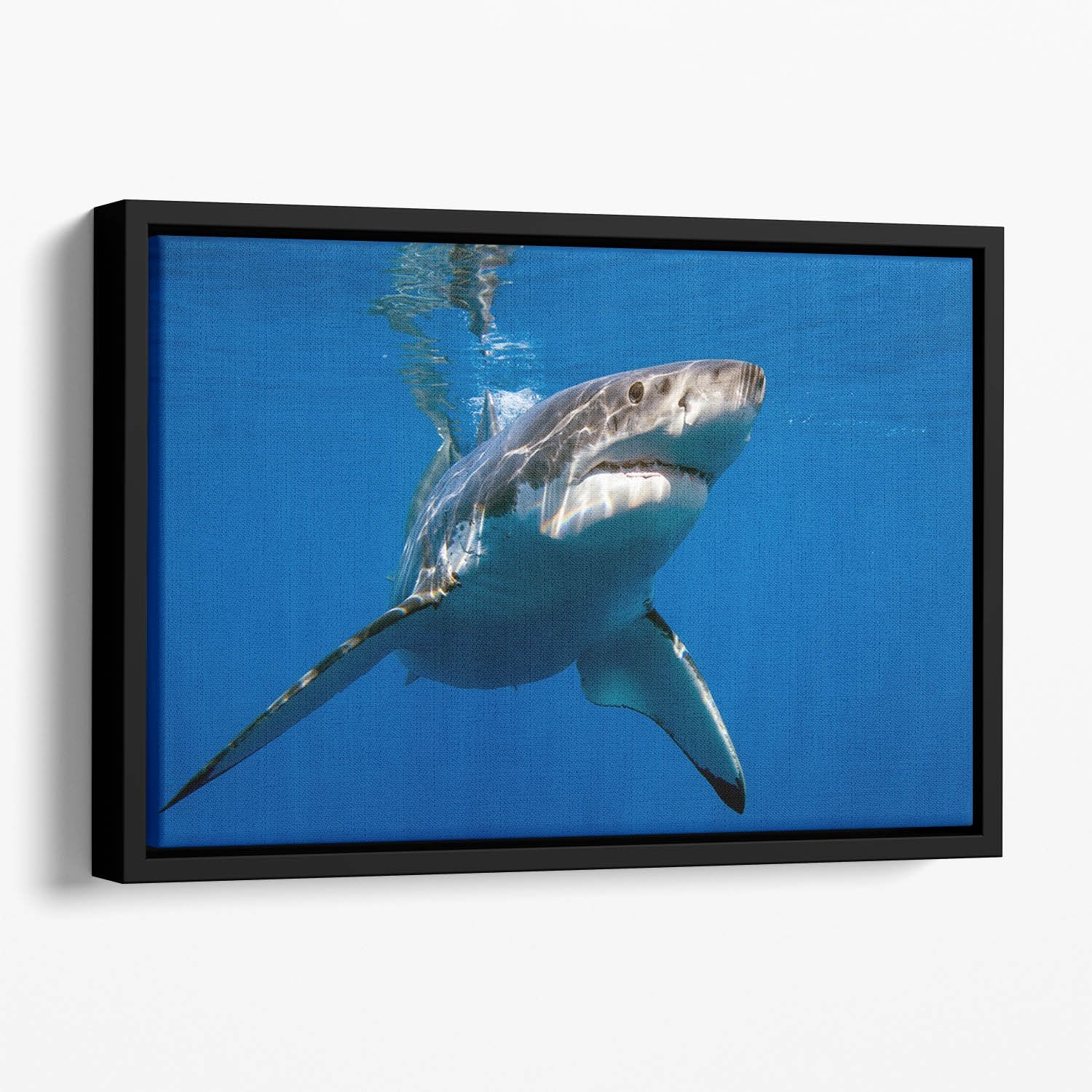 Great White Floating Framed Canvas
