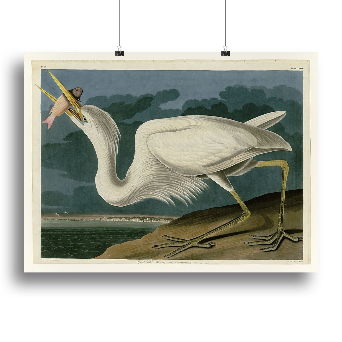 Great White Heron by Audubon Canvas Print or Poster
