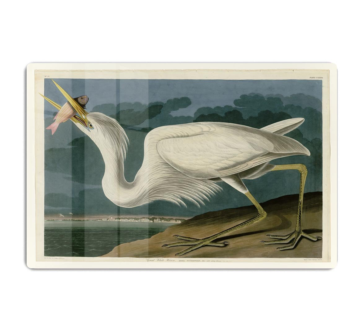 Great White Heron by Audubon HD Metal Print - Canvas Art Rocks - 1