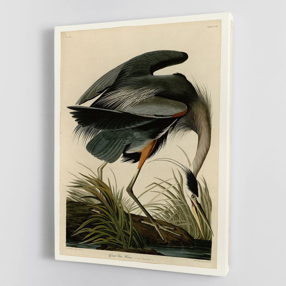 Great blue Heron by Audubon Canvas Print or Poster