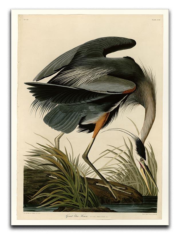 Great blue Heron by Audubon Canvas Print or Poster - Canvas Art Rocks - 1