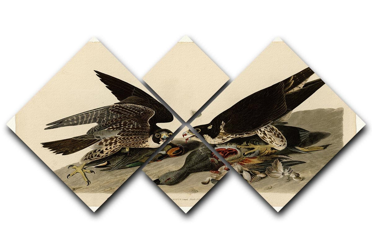 Great footed Hawk by Audubon 4 Square Multi Panel Canvas - Canvas Art Rocks - 1