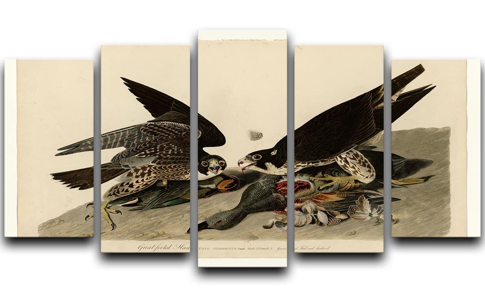 Great footed Hawk by Audubon 5 Split Panel Canvas - Canvas Art Rocks - 1