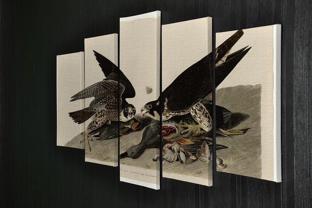 Great footed Hawk by Audubon 5 Split Panel Canvas - Canvas Art Rocks - 2