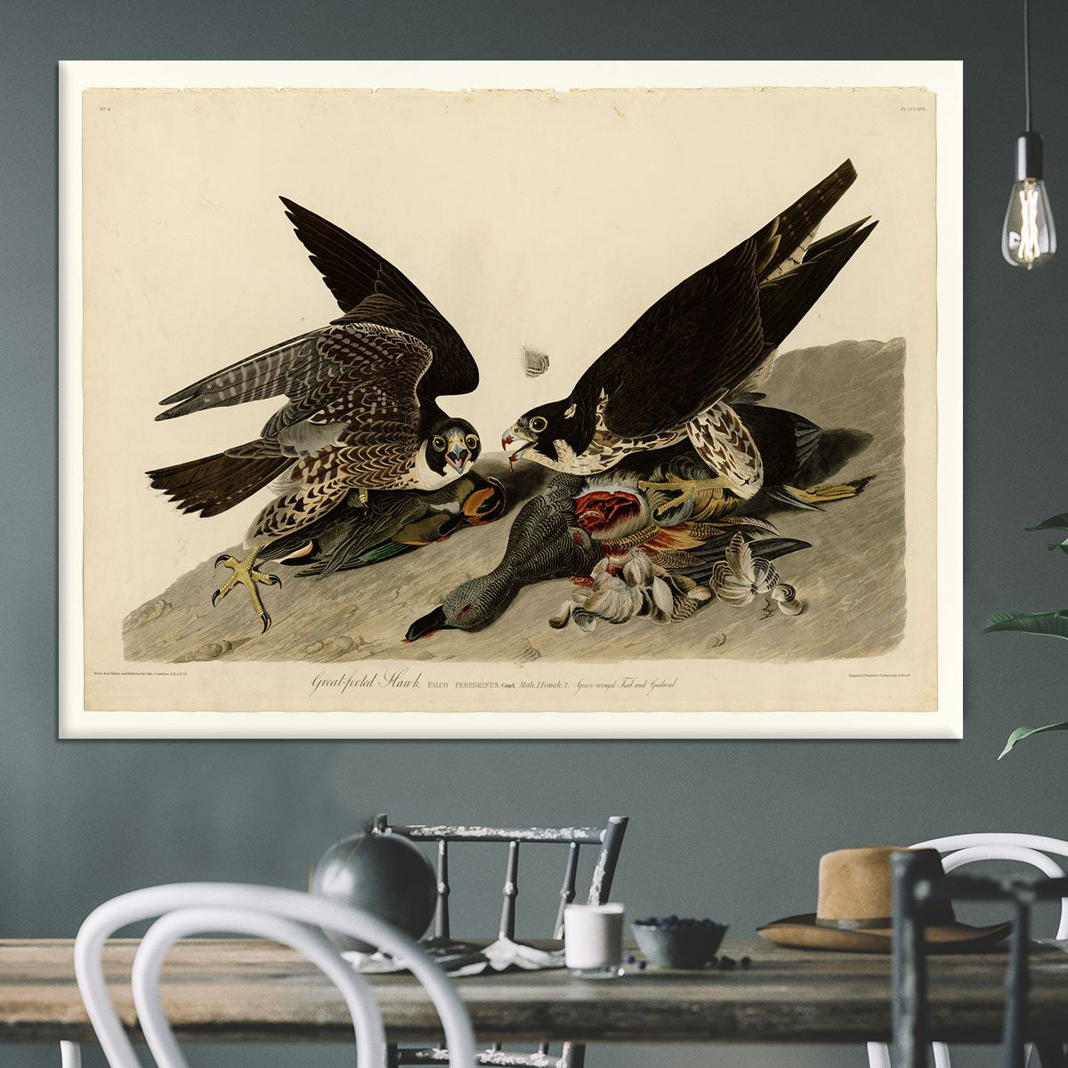 Great footed Hawk by Audubon Canvas Print or Poster