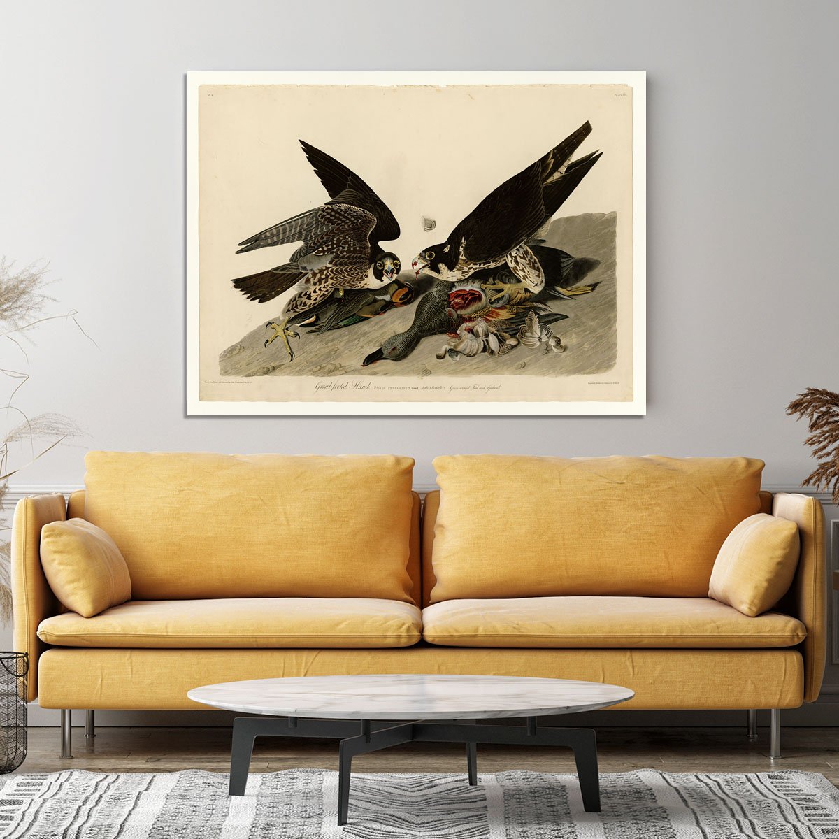 Great footed Hawk by Audubon Canvas Print or Poster