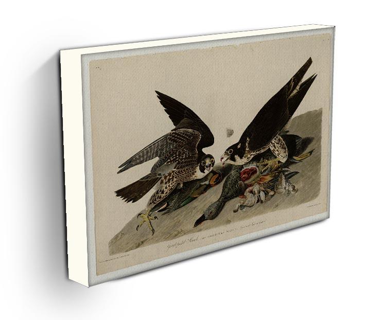 Great footed Hawk by Audubon Canvas Print or Poster - Canvas Art Rocks - 3