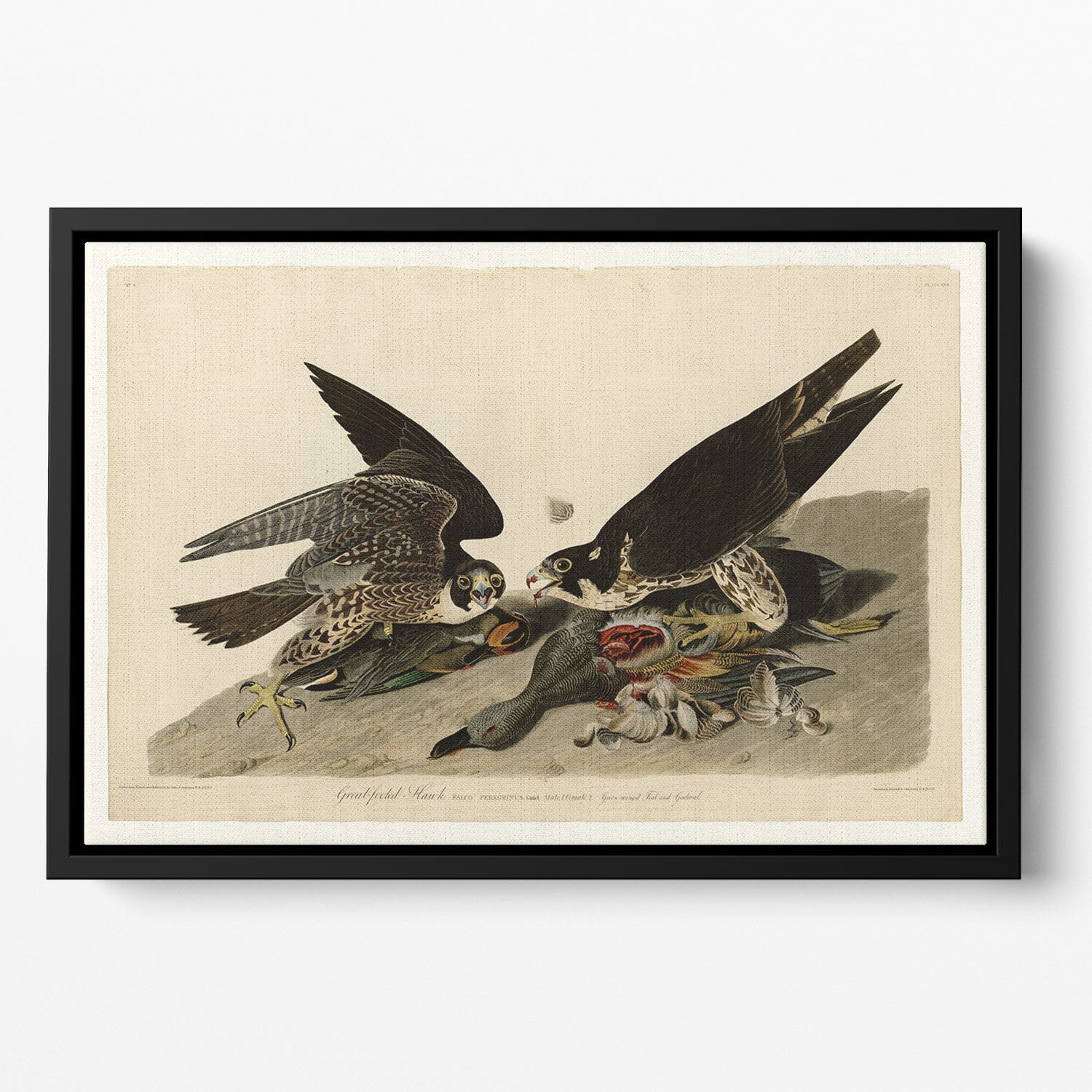 Great footed Hawk by Audubon Floating Framed Canvas
