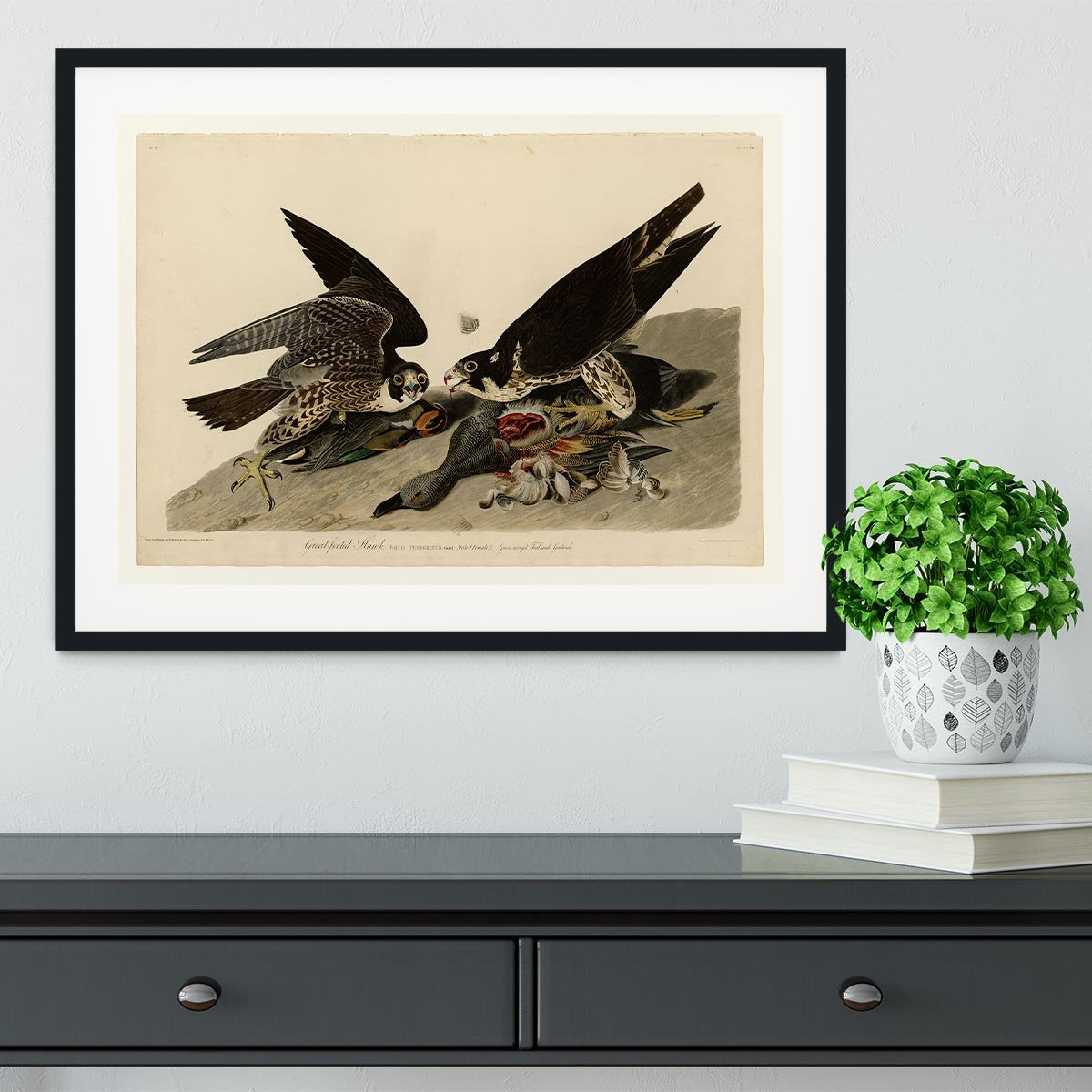 Great footed Hawk by Audubon Framed Print - Canvas Art Rocks - 1