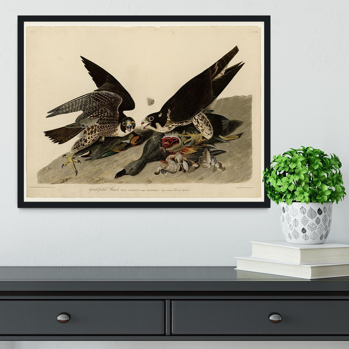 Great footed Hawk by Audubon Framed Print - Canvas Art Rocks - 2