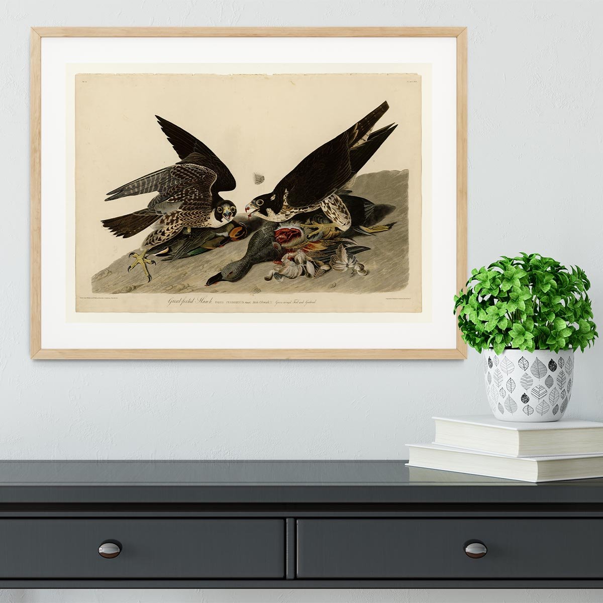 Great footed Hawk by Audubon Framed Print - Canvas Art Rocks - 3