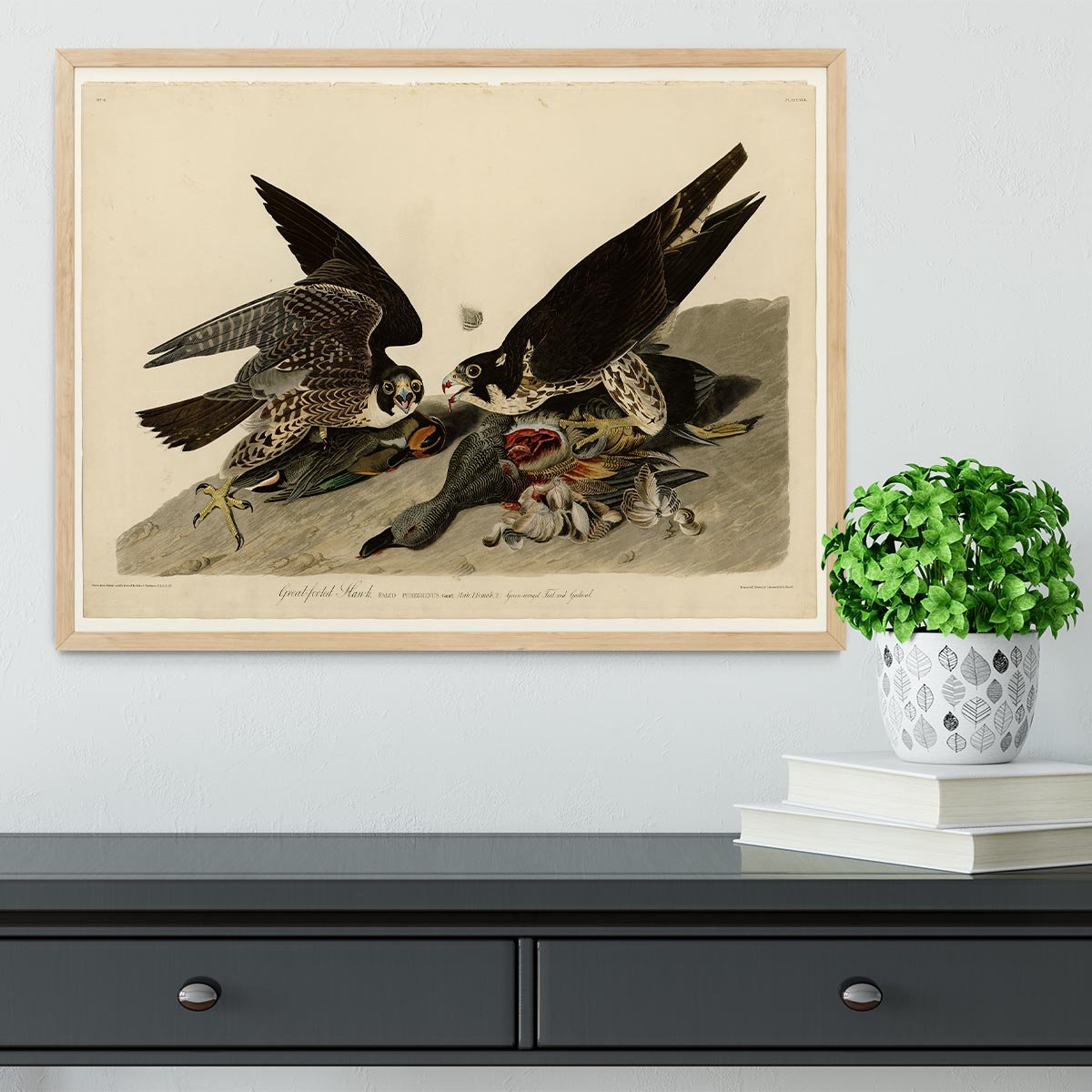 Great footed Hawk by Audubon Framed Print - Canvas Art Rocks - 4
