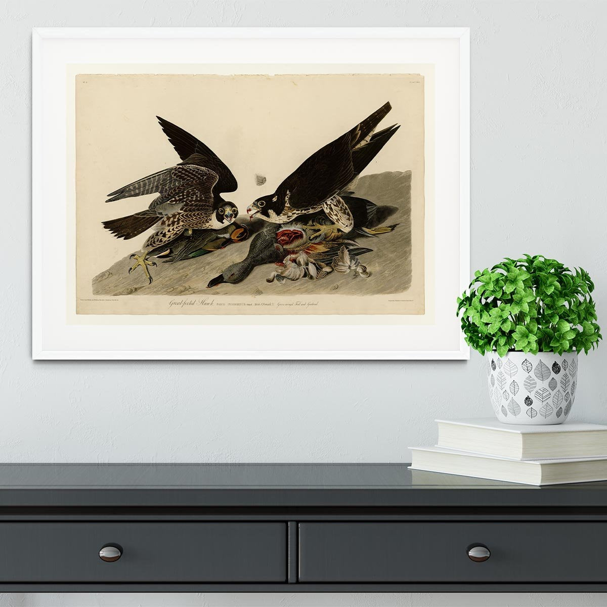 Great footed Hawk by Audubon Framed Print - Canvas Art Rocks - 5