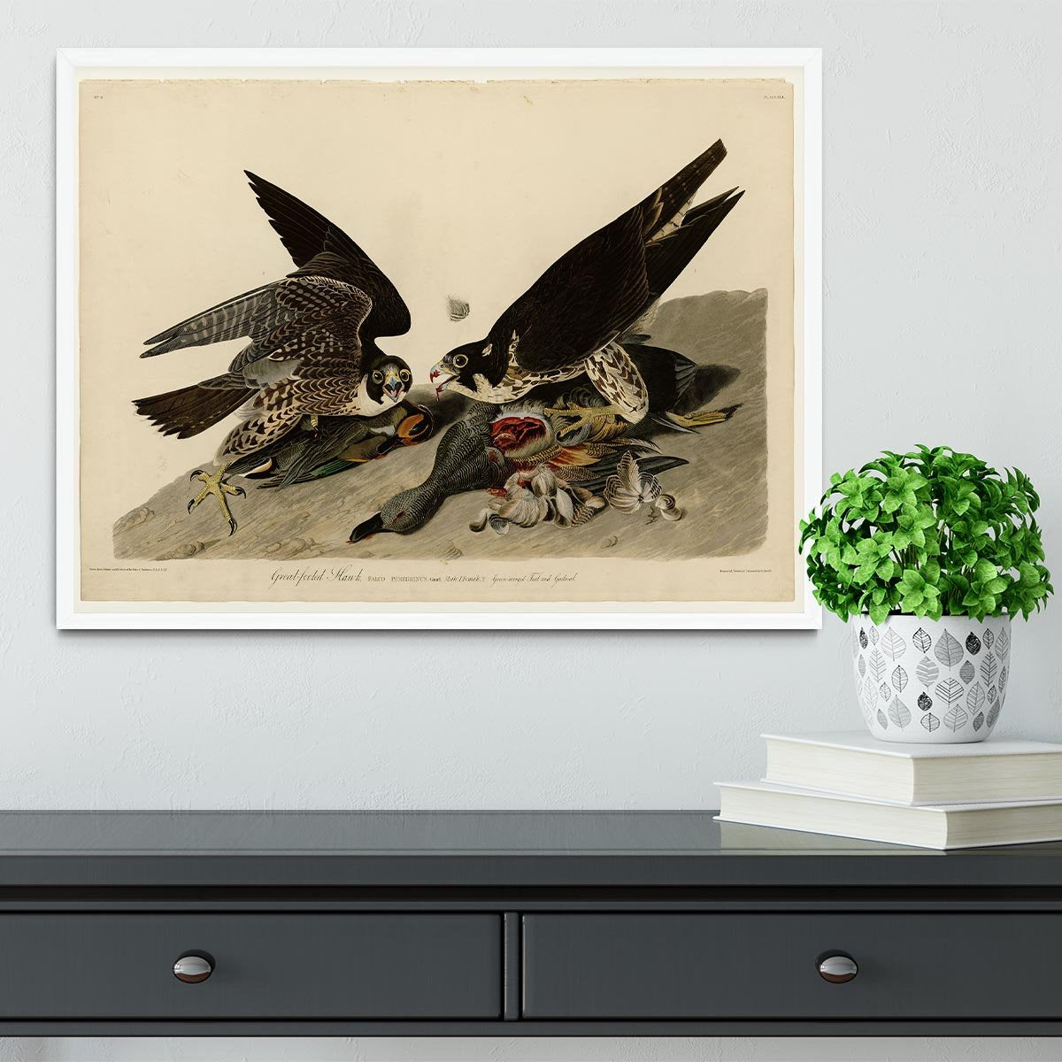 Great footed Hawk by Audubon Framed Print - Canvas Art Rocks -6
