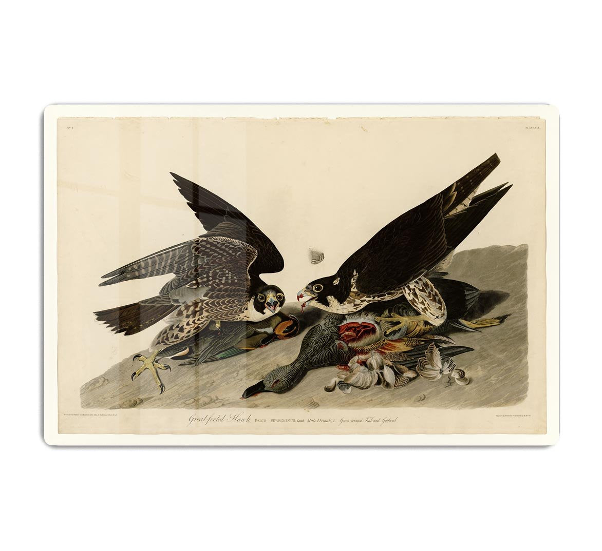 Great footed Hawk by Audubon HD Metal Print - Canvas Art Rocks - 1