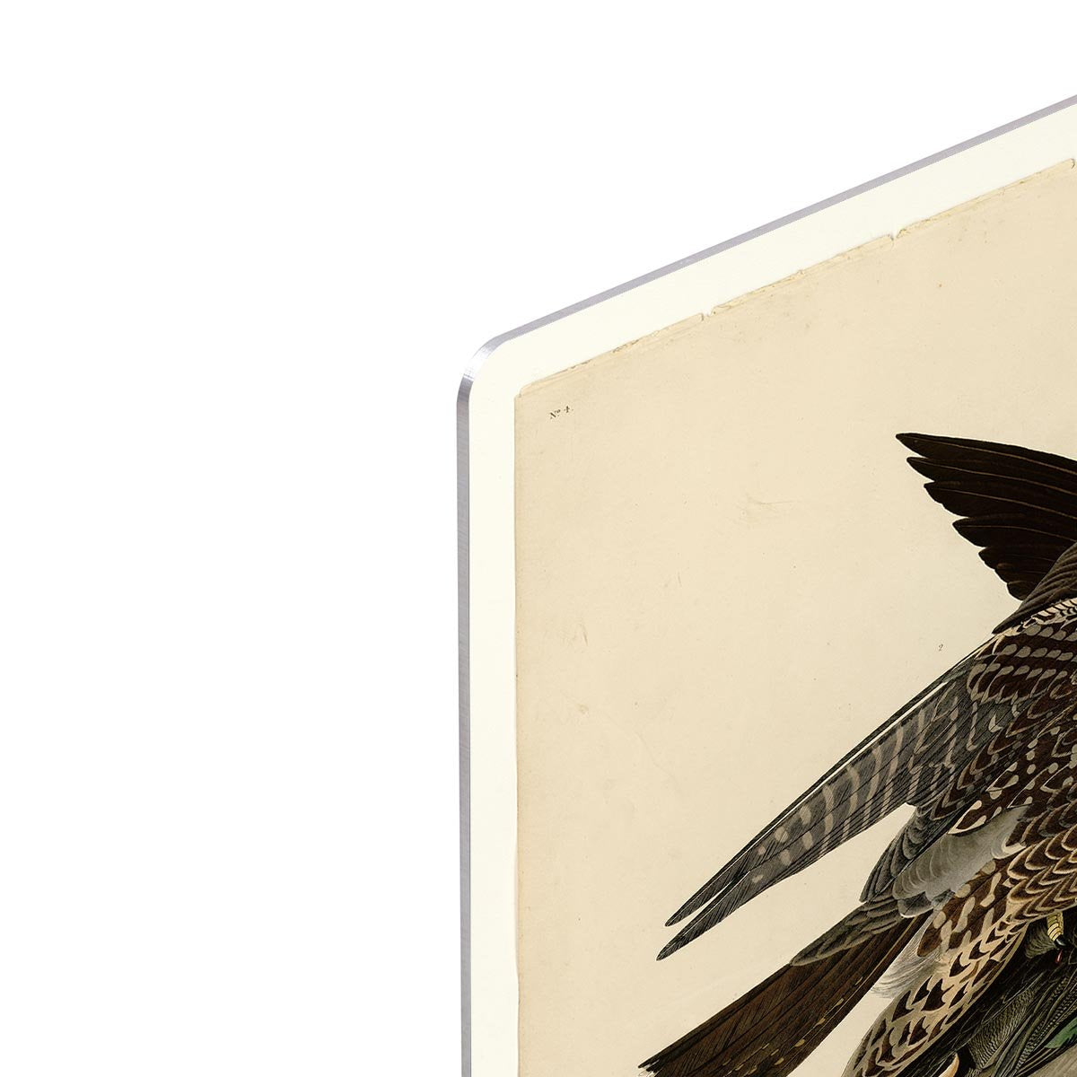 Great footed Hawk by Audubon HD Metal Print - Canvas Art Rocks - 4