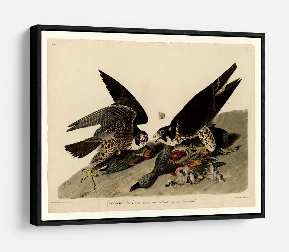 Great footed Hawk by Audubon HD Metal Print - Canvas Art Rocks - 6
