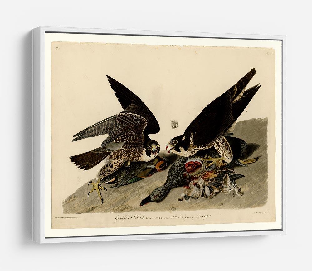 Great footed Hawk by Audubon HD Metal Print - Canvas Art Rocks - 7