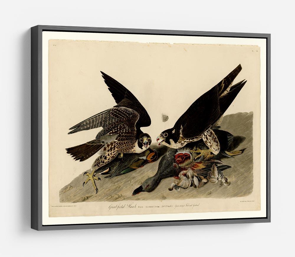 Great footed Hawk by Audubon HD Metal Print - Canvas Art Rocks - 9
