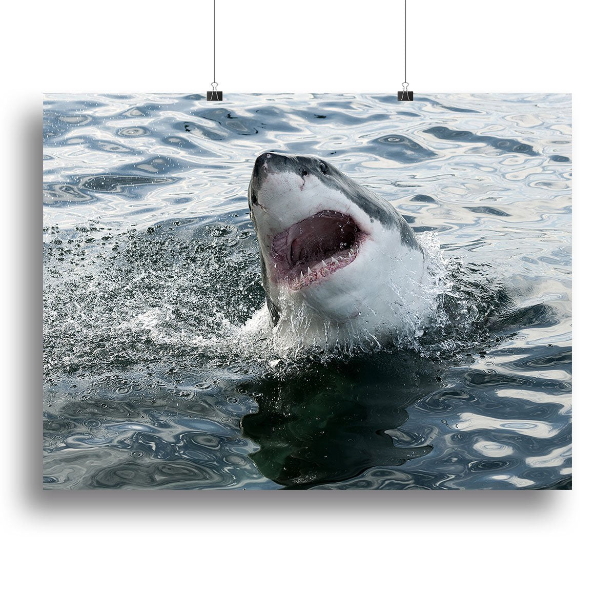 Great white shark Canvas Print or Poster