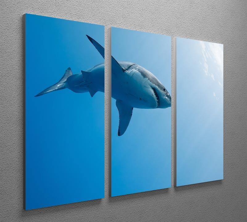 Great white shark Guadalupe Island 3 Split Panel Canvas Print - Canvas Art Rocks - 2