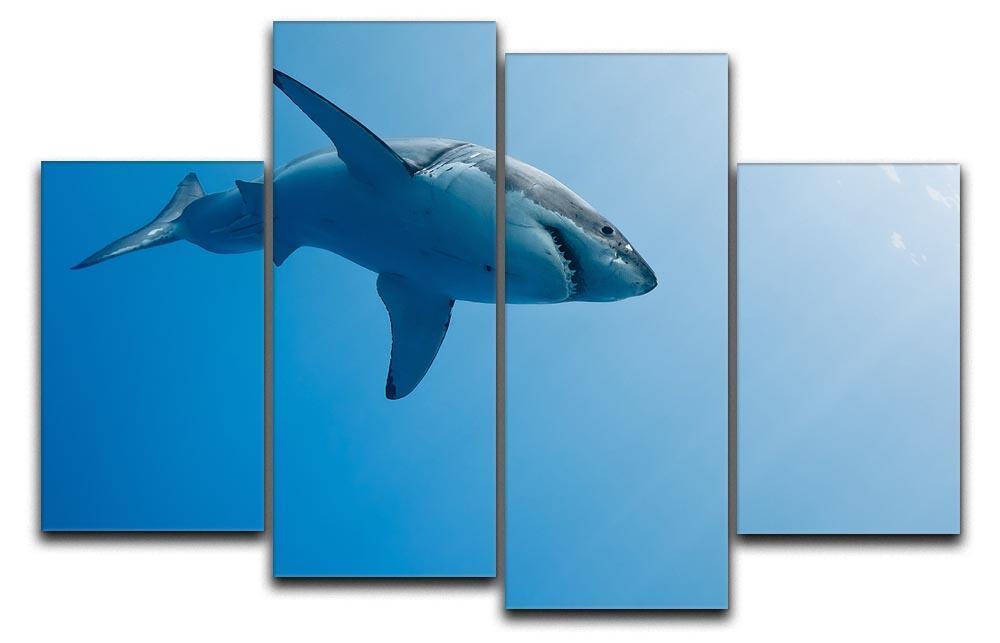 Great white shark Guadalupe Island 4 Split Panel Canvas  - Canvas Art Rocks - 1