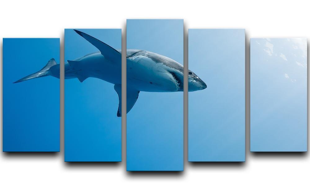 Great white shark Guadalupe Island 5 Split Panel Canvas  - Canvas Art Rocks - 1