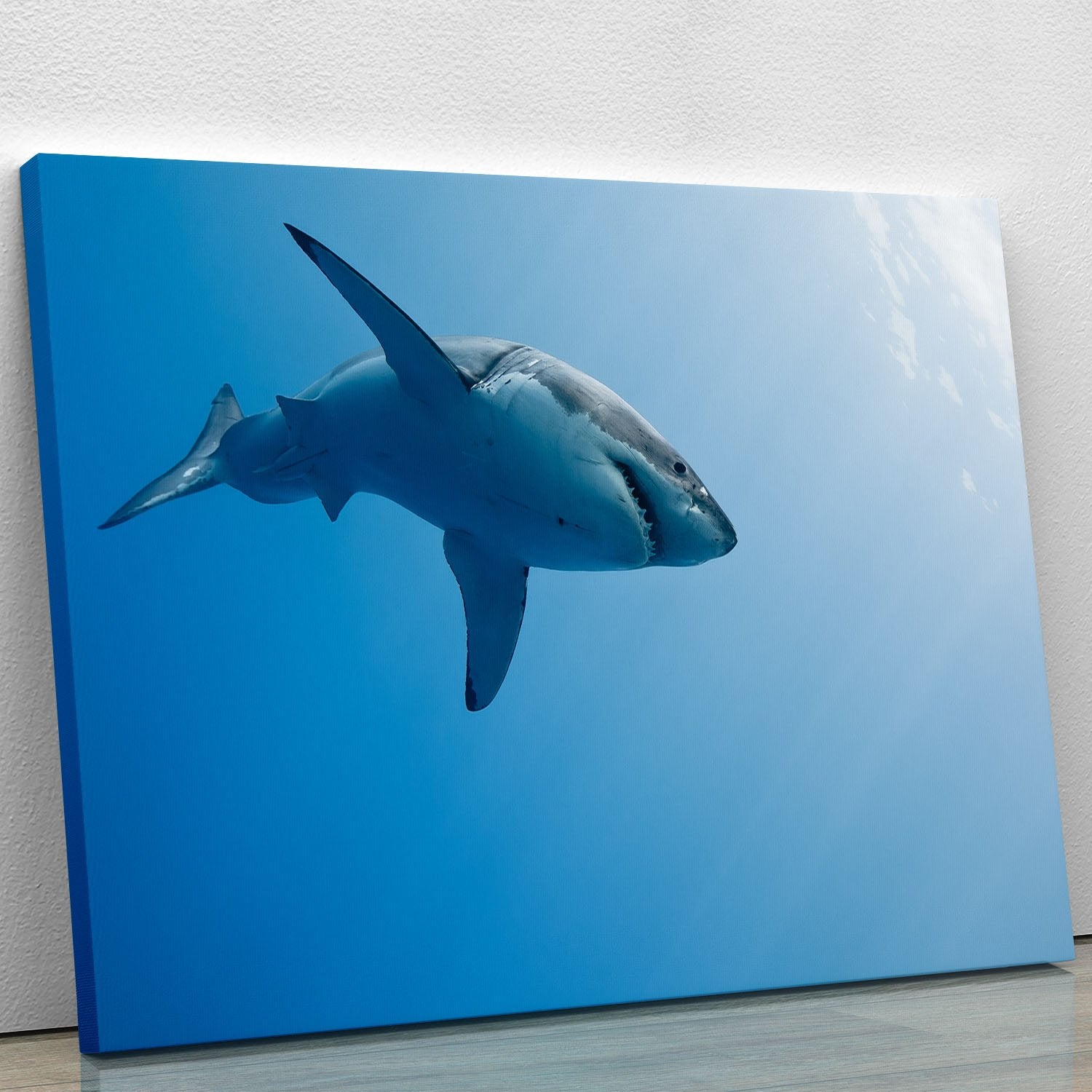 Great white shark Guadalupe Island Canvas Print or Poster