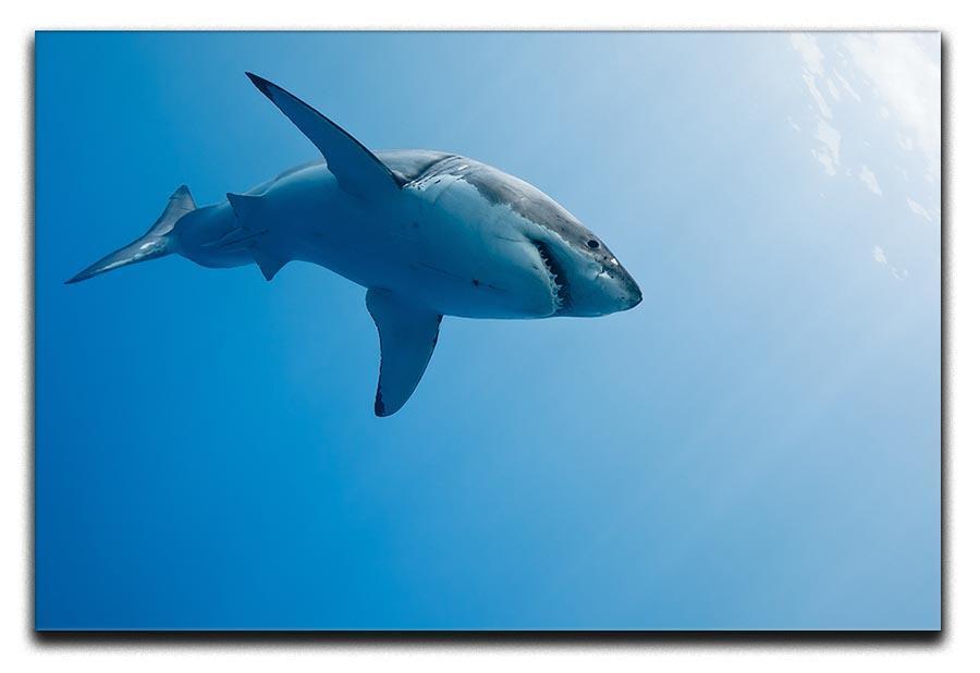 Great white shark Guadalupe Island Canvas Print or Poster  - Canvas Art Rocks - 1
