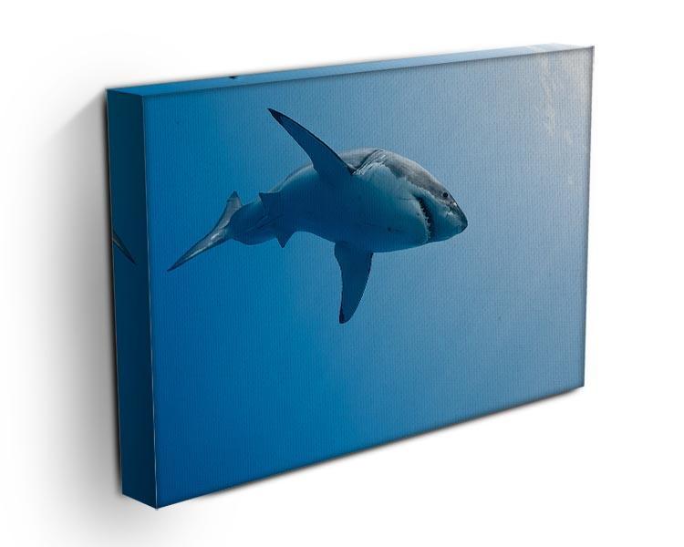 Great white shark Guadalupe Island Canvas Print or Poster - Canvas Art Rocks - 3