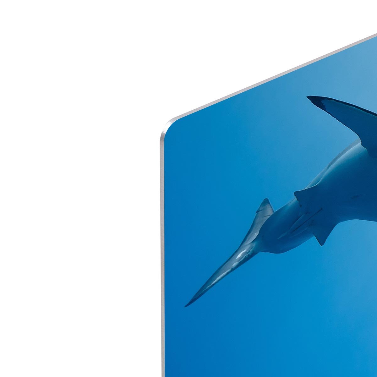 Great white shark Guadalupe Island HD Metal Print