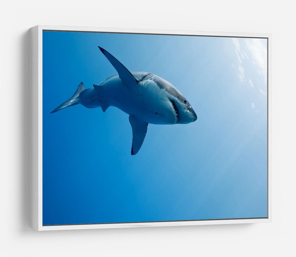 Great white shark Guadalupe Island HD Metal Print