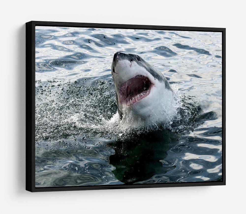 Great white shark HD Metal Print