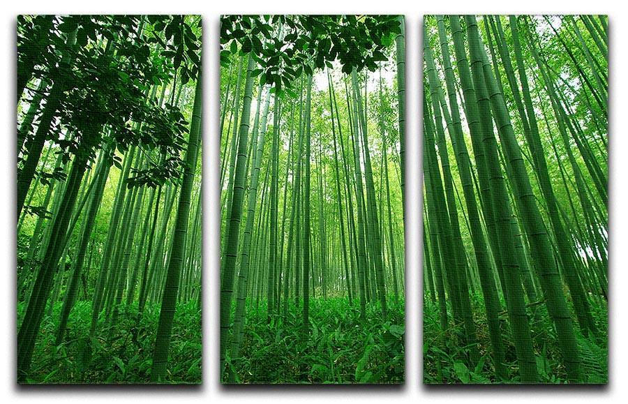 Green bamboo forest 3 Split Panel Canvas Print - Canvas Art Rocks - 1