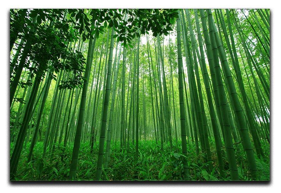 Green bamboo forest Canvas Print or Poster  - Canvas Art Rocks - 1