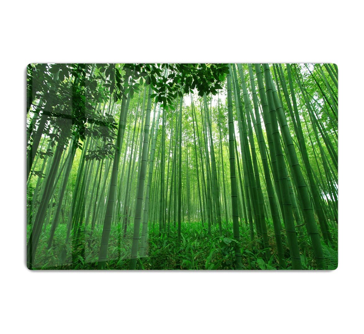Green bamboo forest HD Metal Print