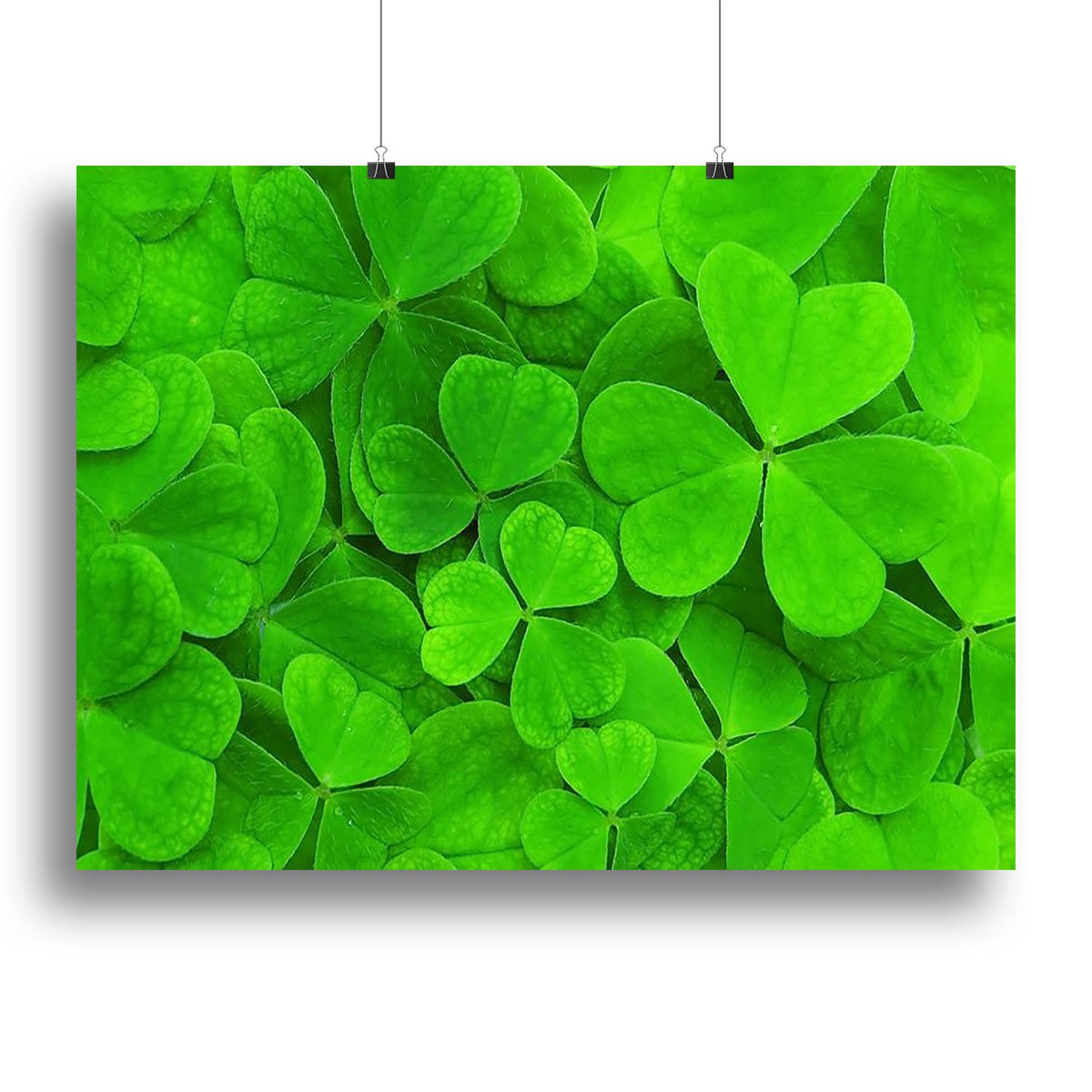Green clover leaf Canvas Print or Poster