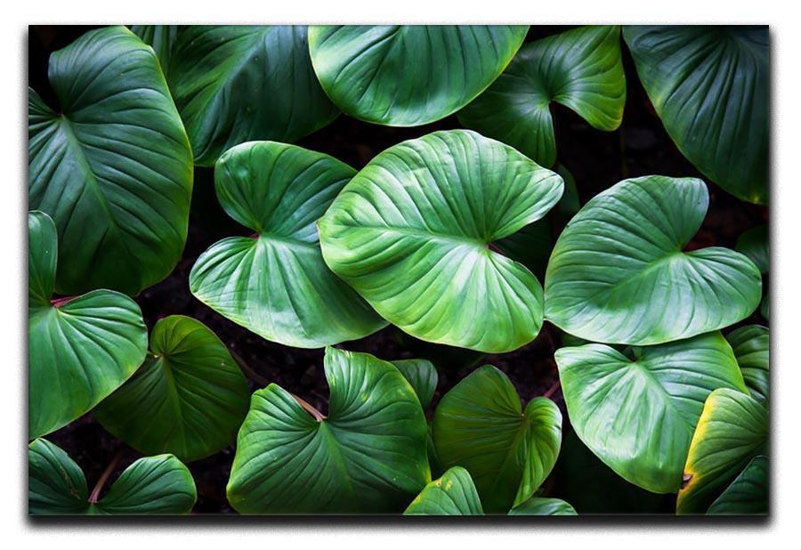 Green plant Canvas Print or Poster  - Canvas Art Rocks - 1