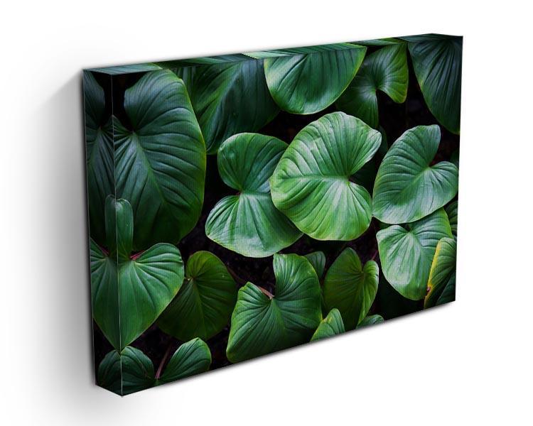 Green plant Canvas Print or Poster - Canvas Art Rocks - 3