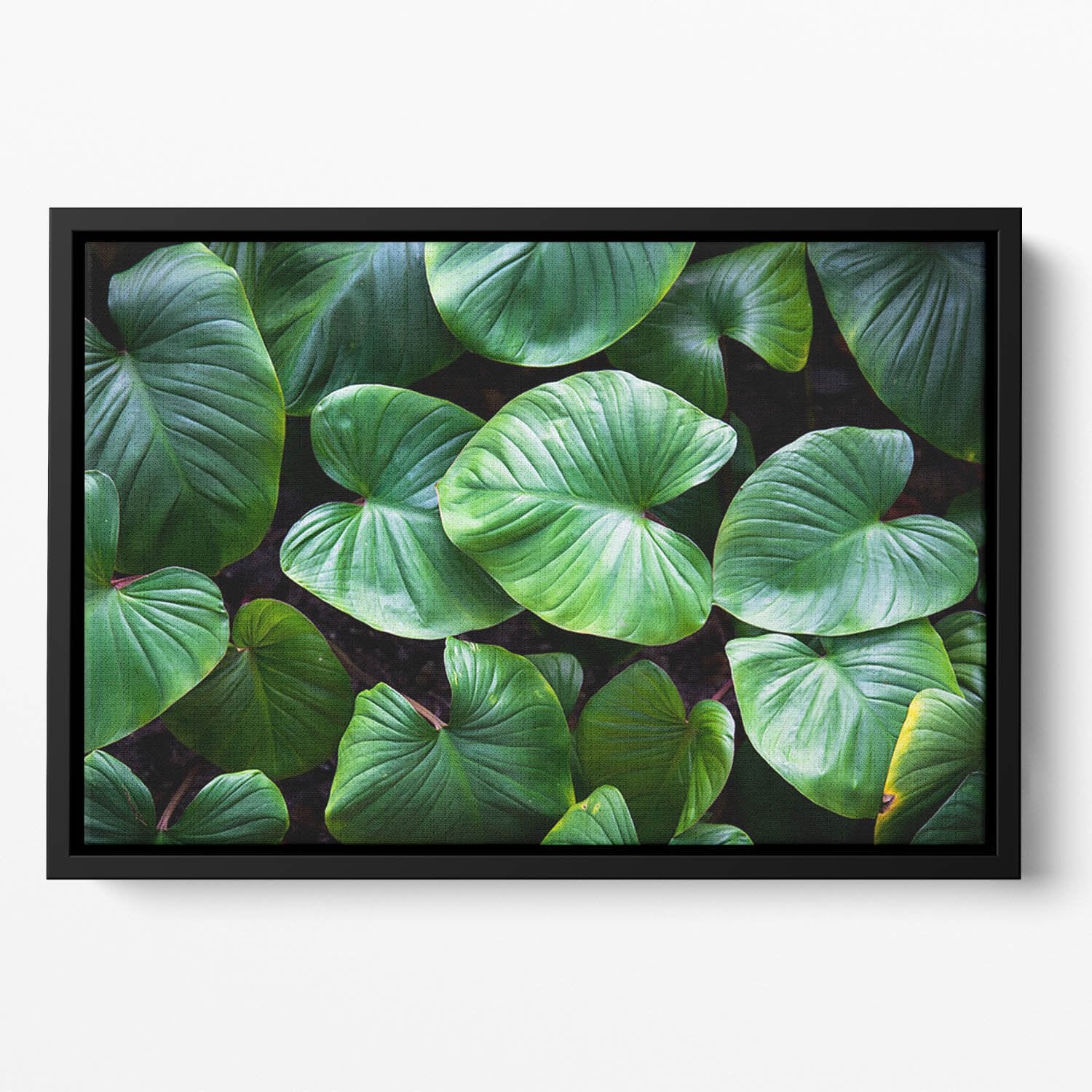 Green plant Floating Framed Canvas
