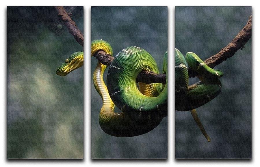 Green snake hangs on branch 3 Split Panel Canvas Print - Canvas Art Rocks - 1