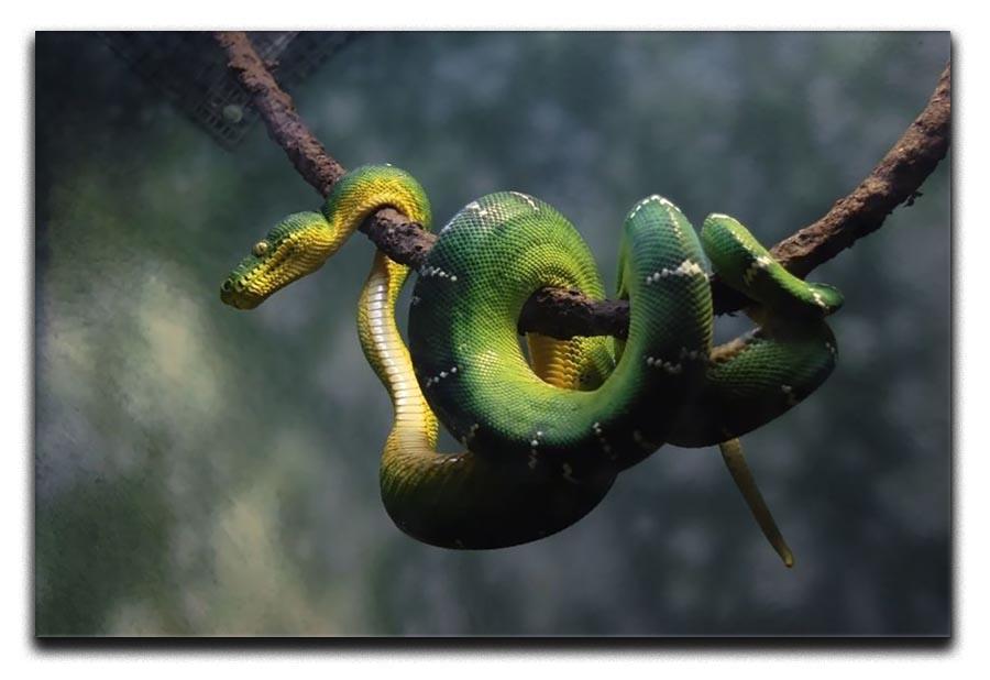 Green snake hangs on branch Canvas Print or Poster - Canvas Art Rocks - 1