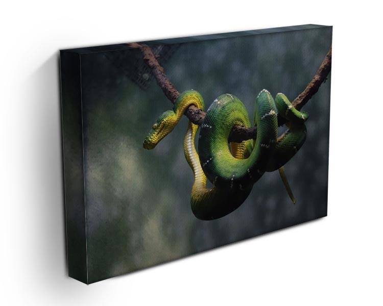Green snake hangs on branch Canvas Print or Poster - Canvas Art Rocks - 3