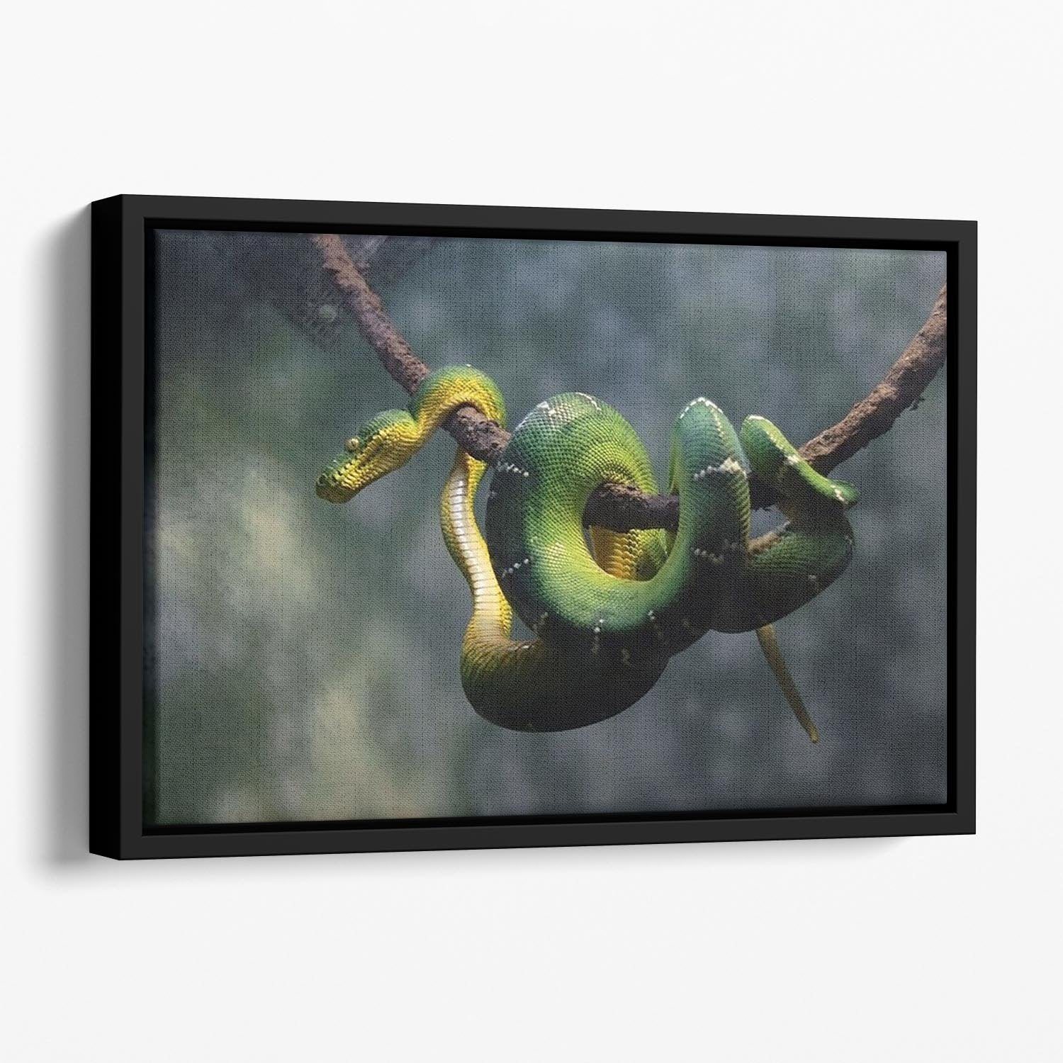 Green snake hangs on branch Floating Framed Canvas - Canvas Art Rocks - 1