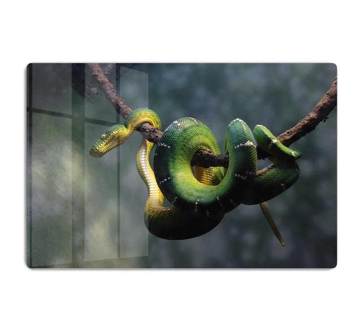 Green snake hangs on branch HD Metal Print - Canvas Art Rocks - 1