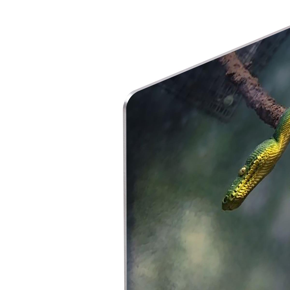 Green snake hangs on branch HD Metal Print - Canvas Art Rocks - 4