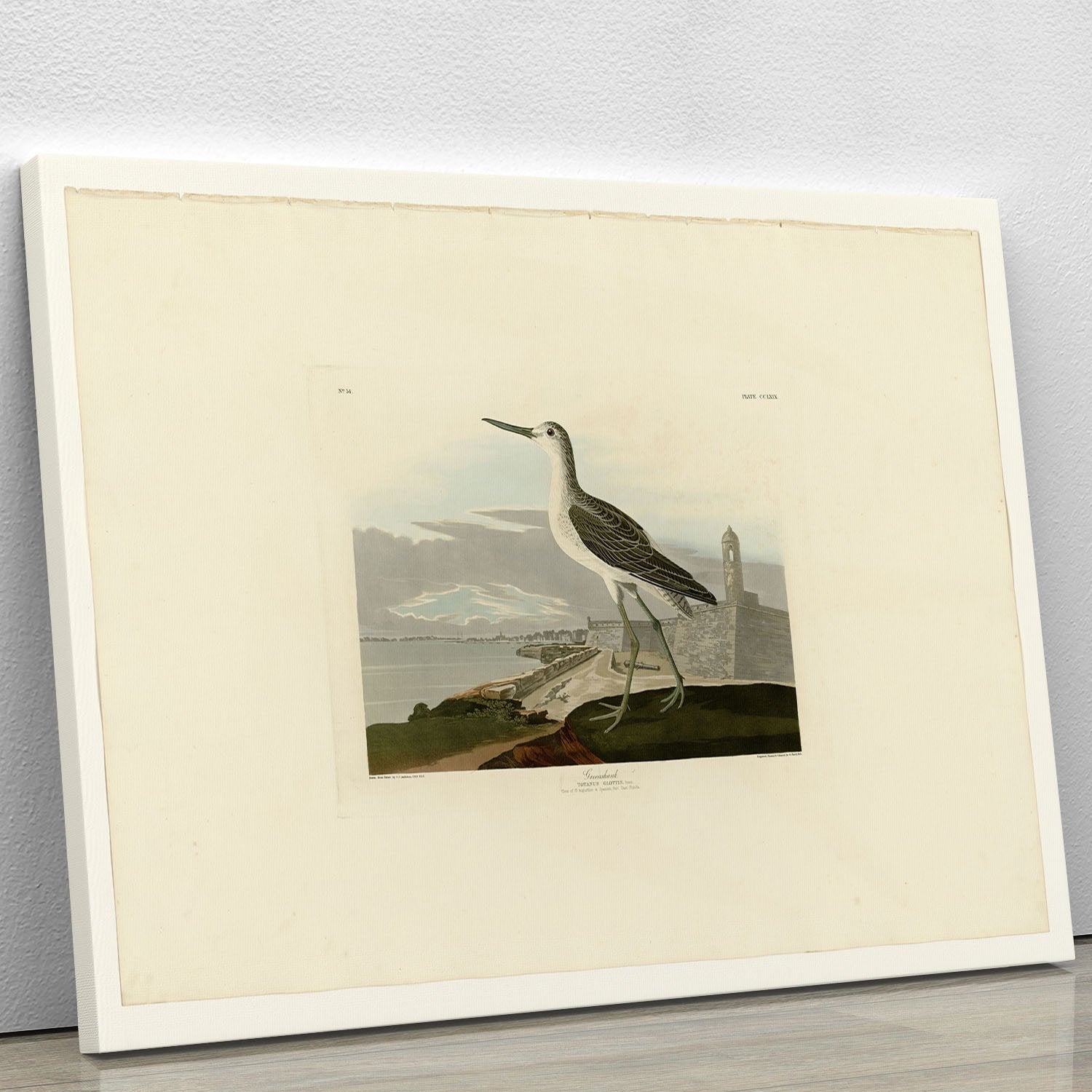 Greenshank by Audubon Canvas Print or Poster