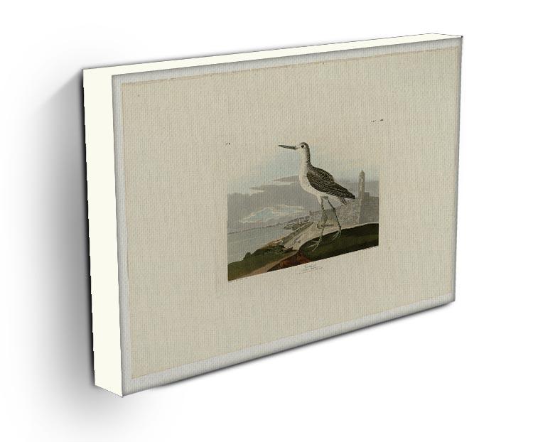 Greenshank by Audubon Canvas Print or Poster - Canvas Art Rocks - 3