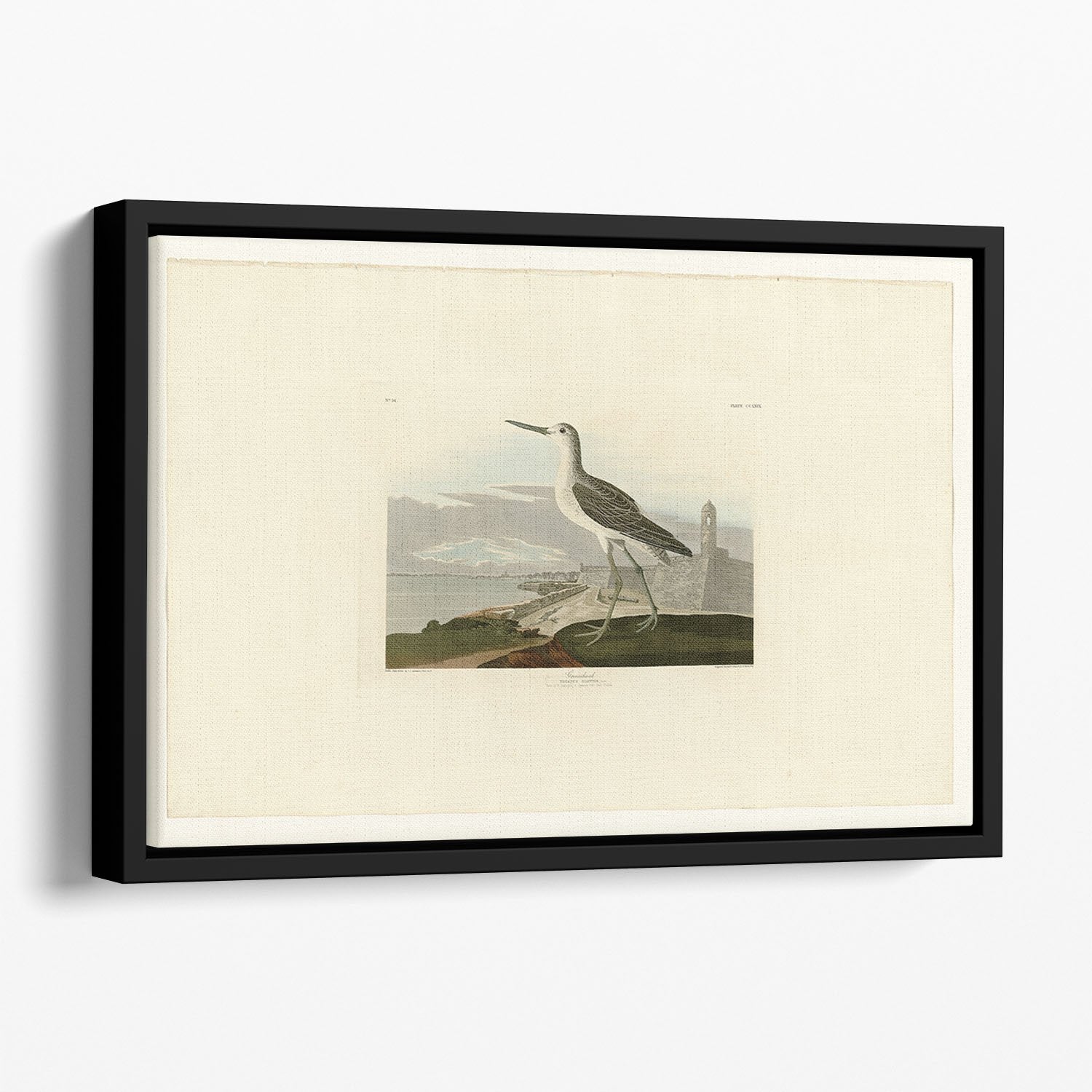 Greenshank by Audubon Floating Framed Canvas