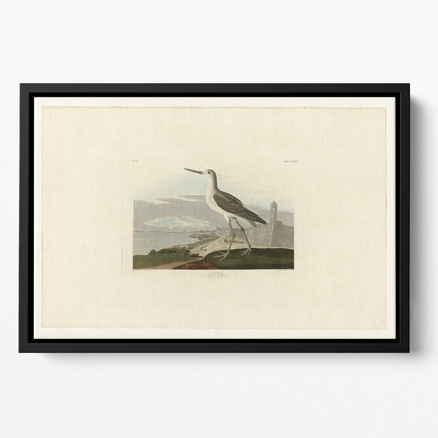 Greenshank by Audubon Floating Framed Canvas